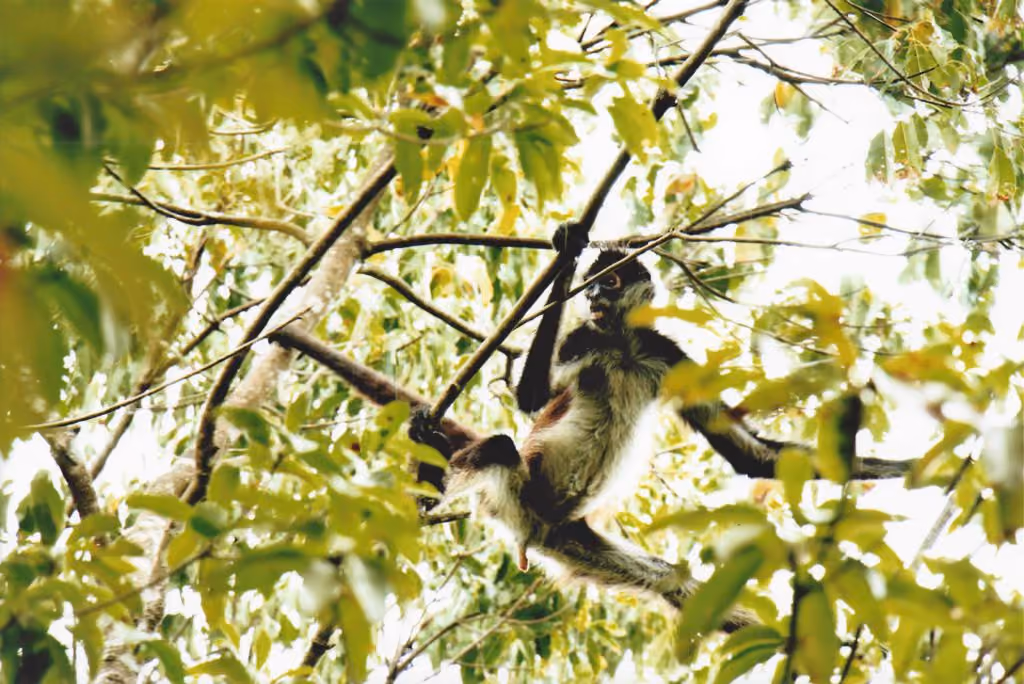 monos-reserva-punta-laguna