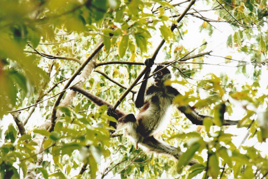 monos-reserva-punta-laguna