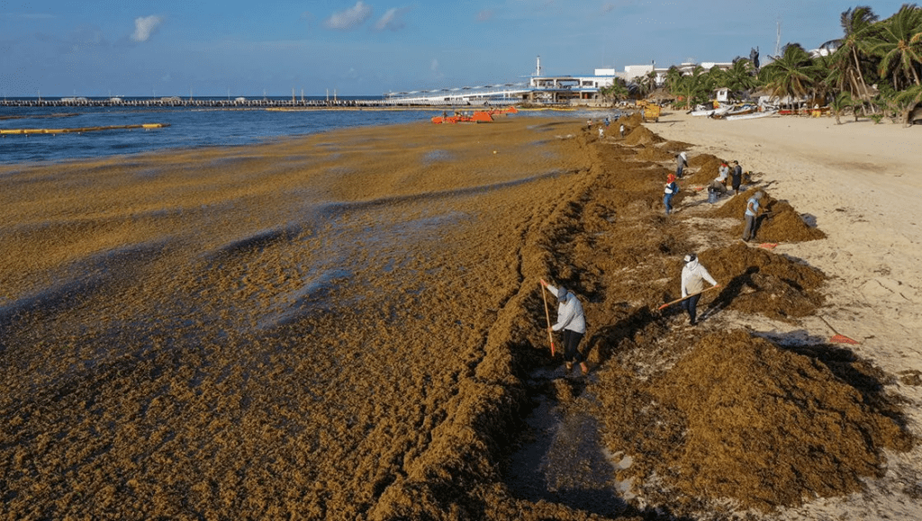 sargassum_on_mexican_beaches_how_to_help_rutopia-1024x579