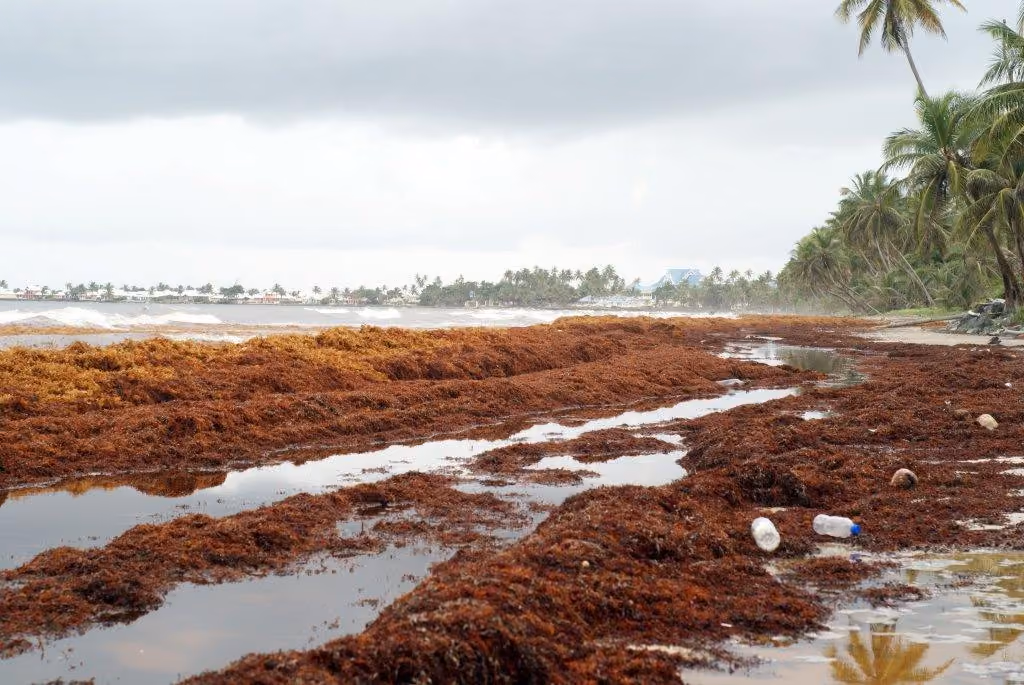 sargassum_on_mexican_beaches_coming_in