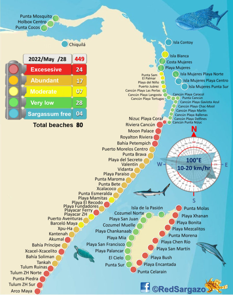 report_on_sargassum_on_Mexican_beaches_rutopia-809x1024