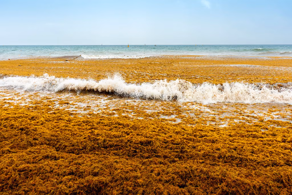 sargassum_on_mexican_beaches_caribe_rivera_maya_rutopia-1024x683