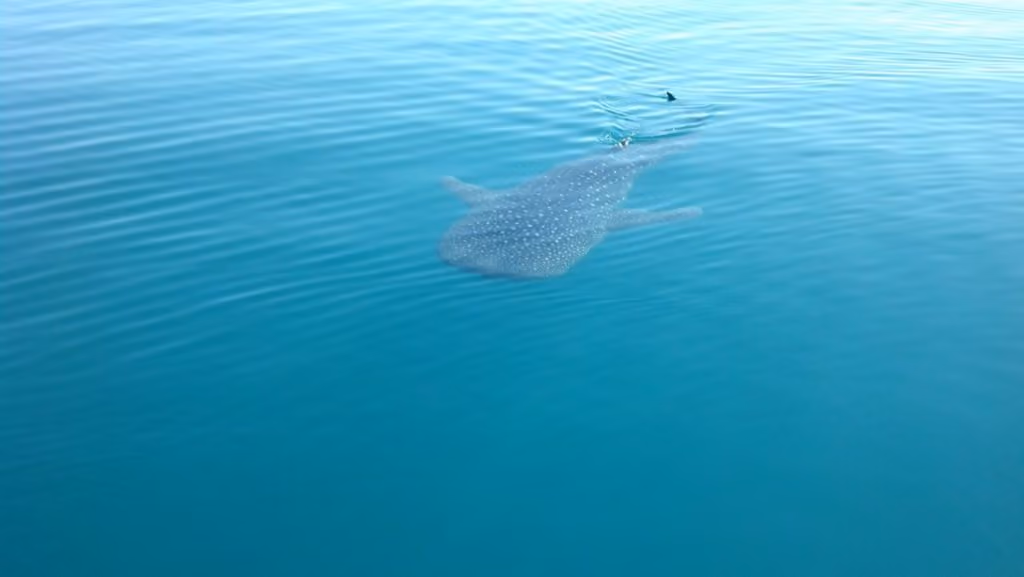 tiburon-ballena-lejos-rutopia-1024x577