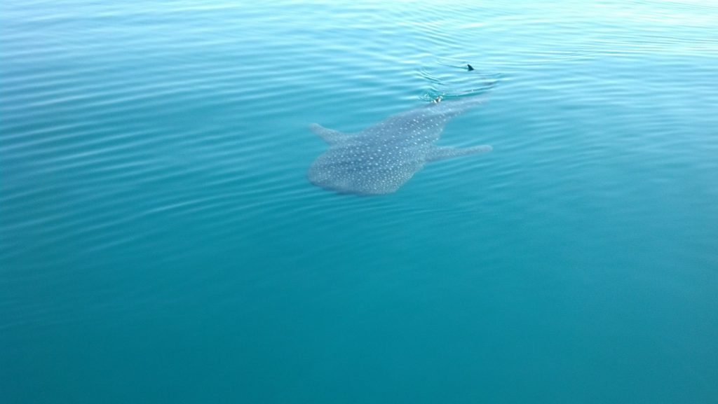 tiburon-ballena-lejos-rutopia-1024x577