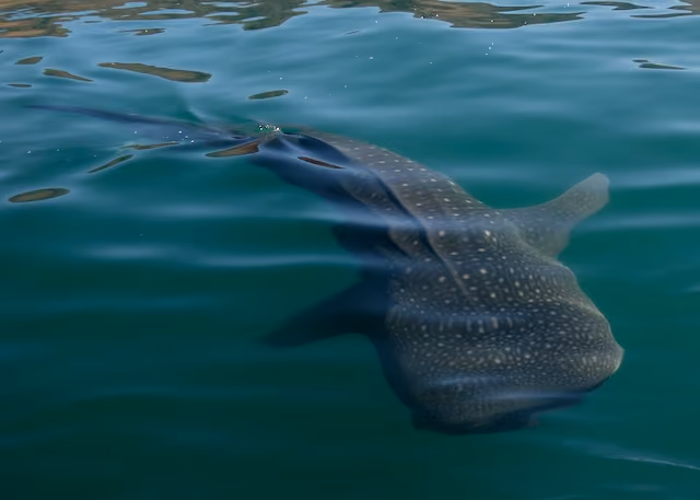 tiburon-ballena-chico-rutopia
