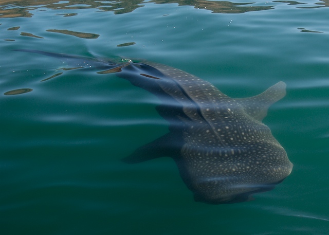 tiburon-ballena-chico-rutopia