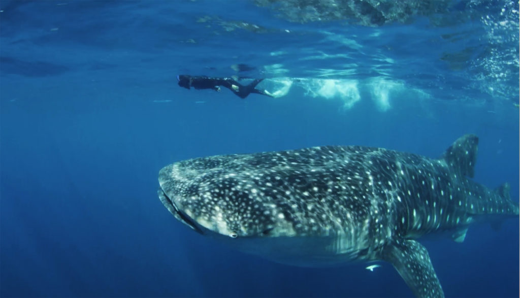 buzo-rutopia-1024x586