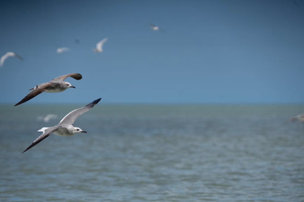 aves-campeche-mexic-1024x683