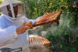 Día-4-Abejas-meliponas-300x200