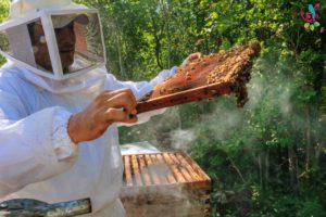 Día-4-Abejas-meliponas-300x200