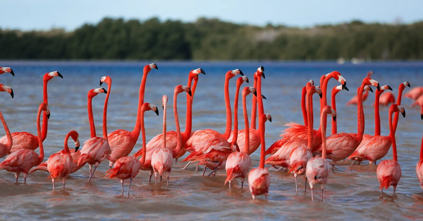 flamencos_rosados_celestun_yucatan_ecoturismo_rutopia