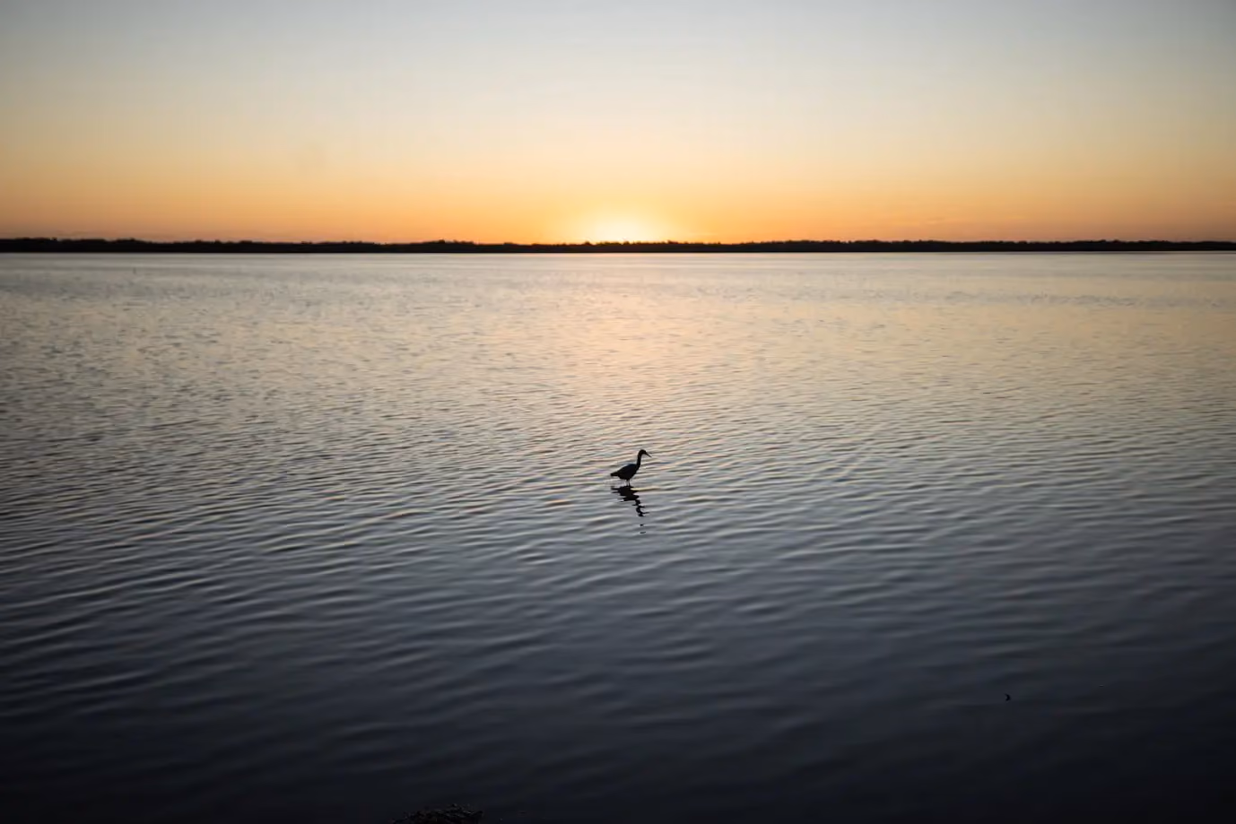 Garza en medio de la laguna, Wotoch Aayin, Campeche