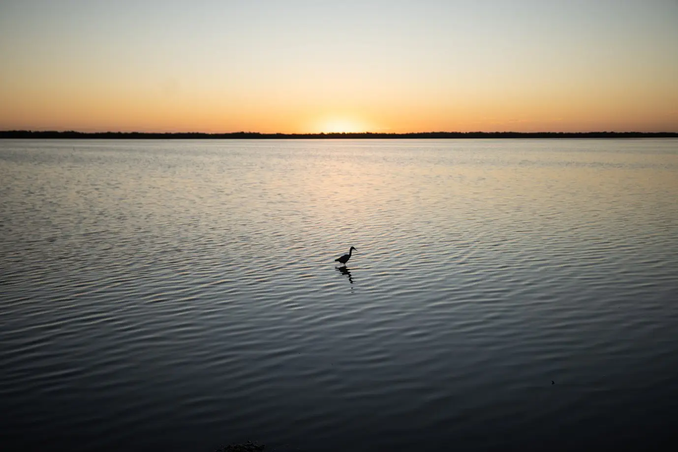 Garza en medio de la laguna, Wotoch Aayin, Campeche