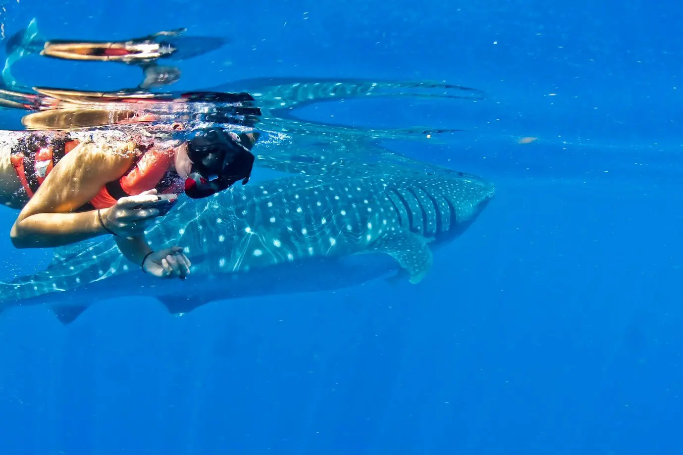 Mujer nadando con un tiburón ballena