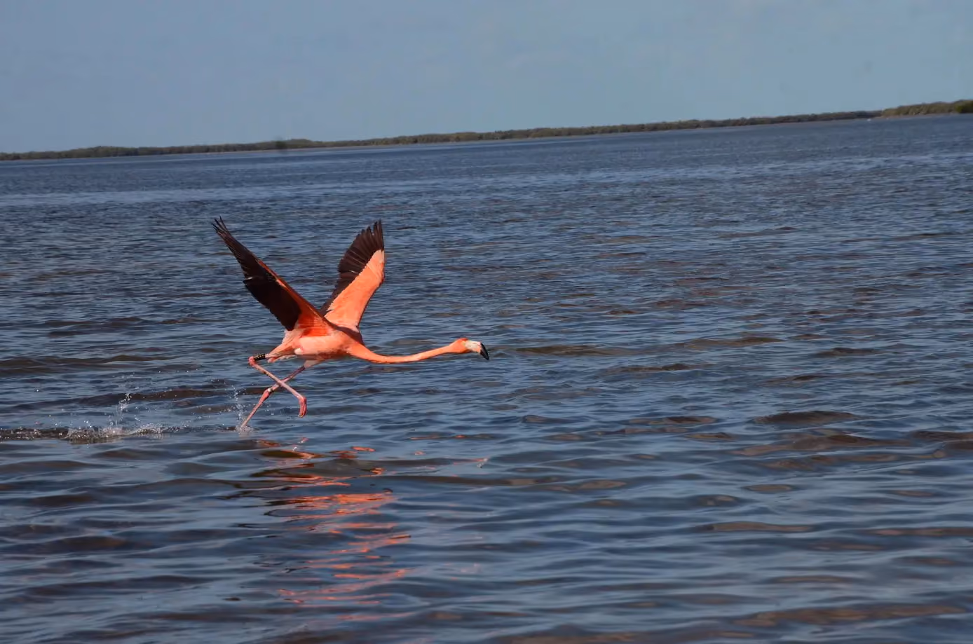 Flamenco volando sobre el río en Río Lagartos