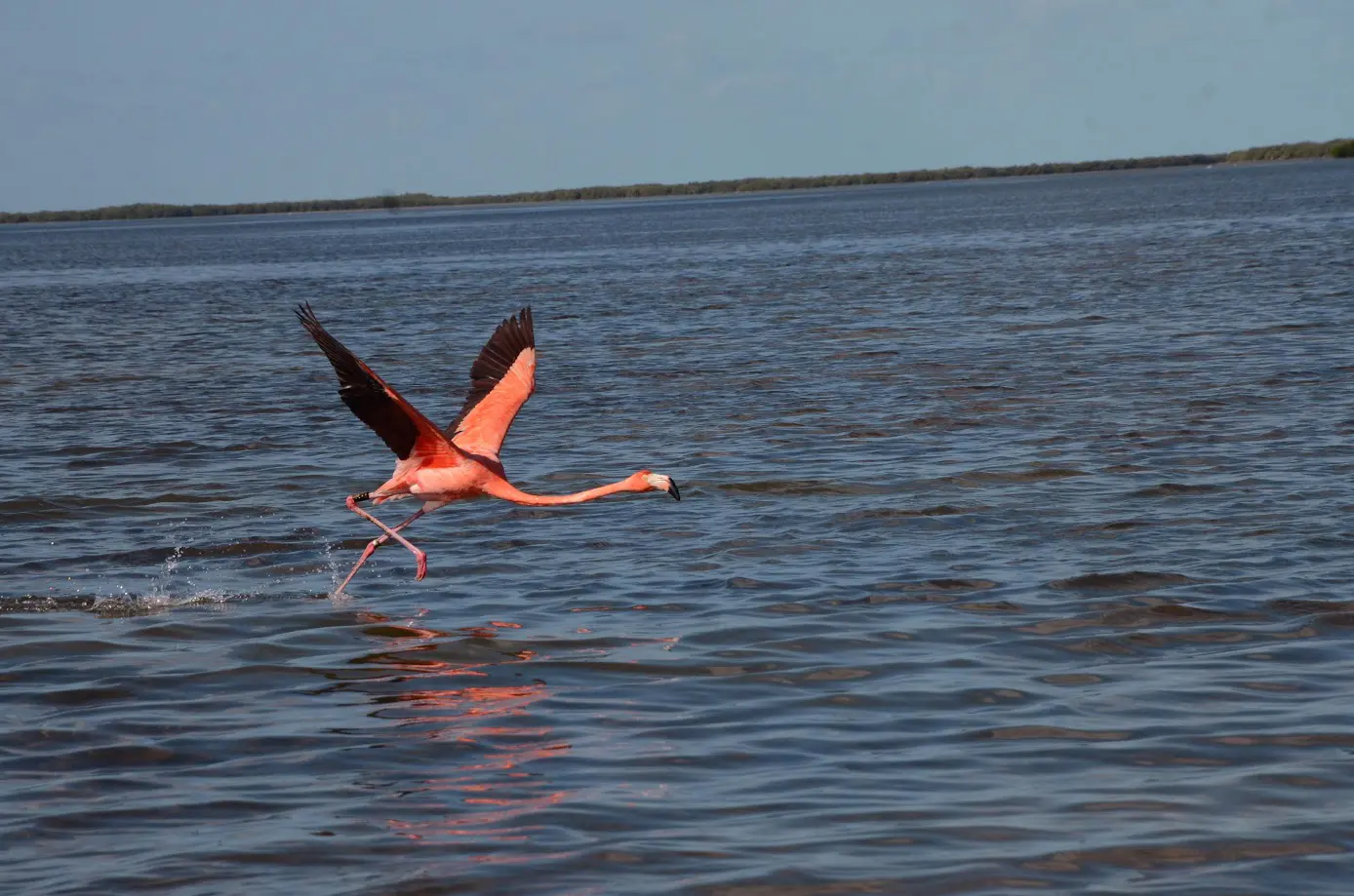 Flamenco volando sobre el río en Río Lagartos