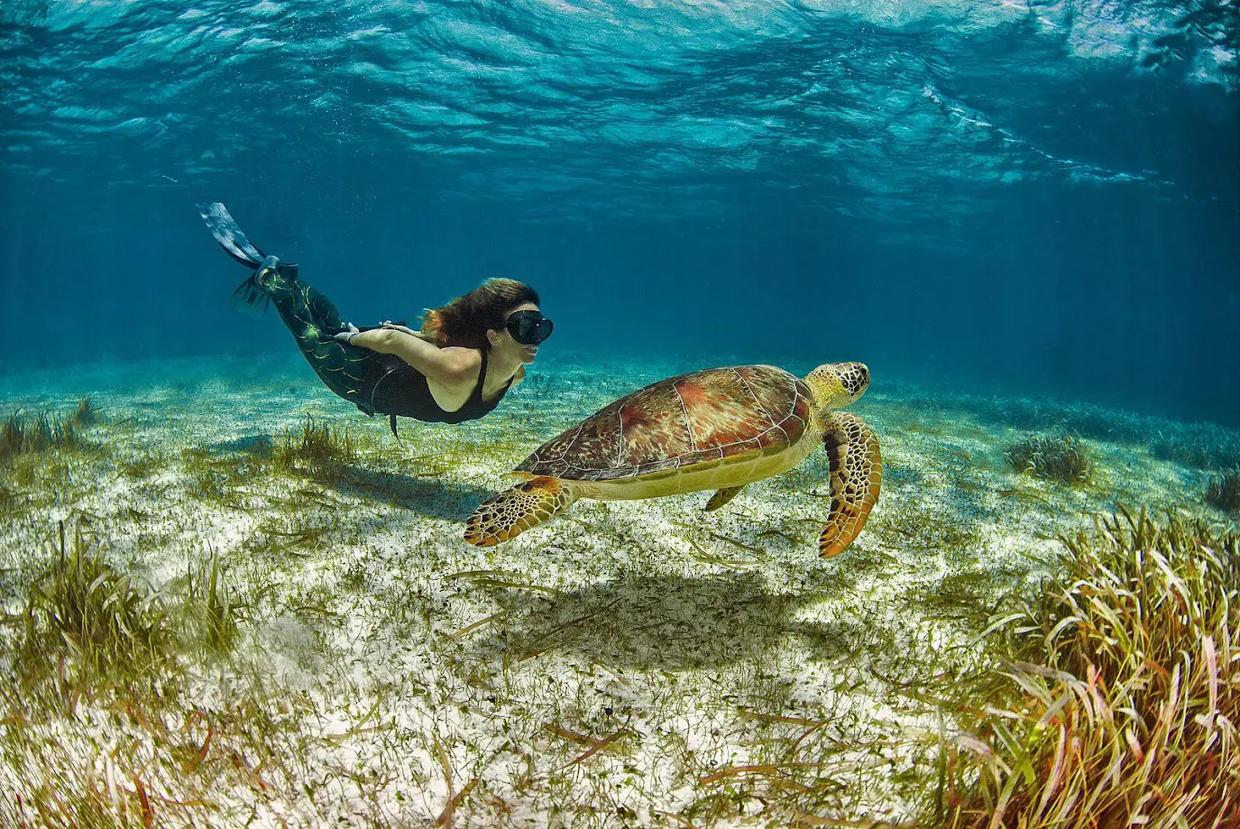 Mujer bajo el agua nadando con una tortuga