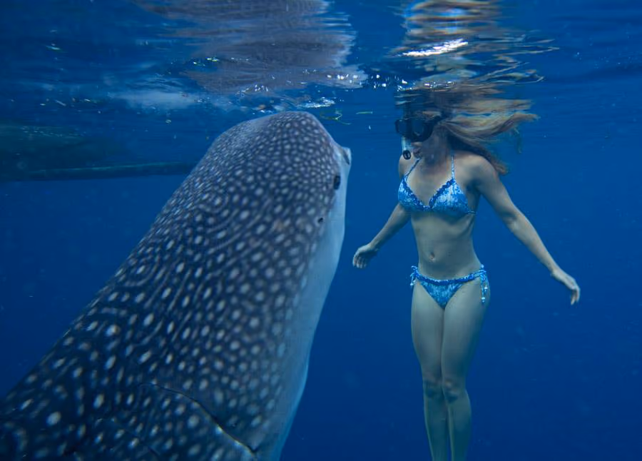 Mexico tours - Holbox whale shark season