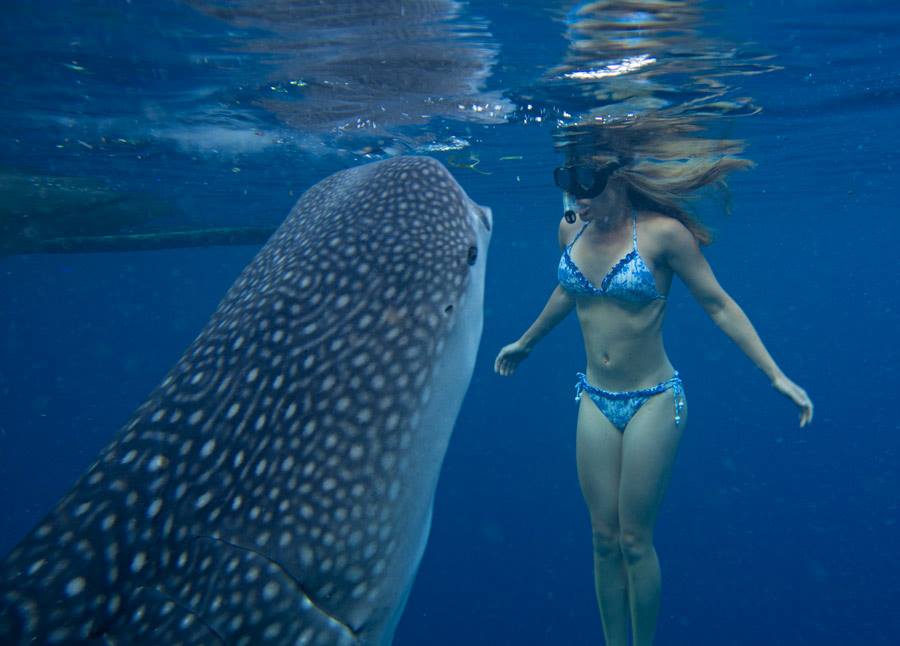 Mexico tours - Holbox whale shark season