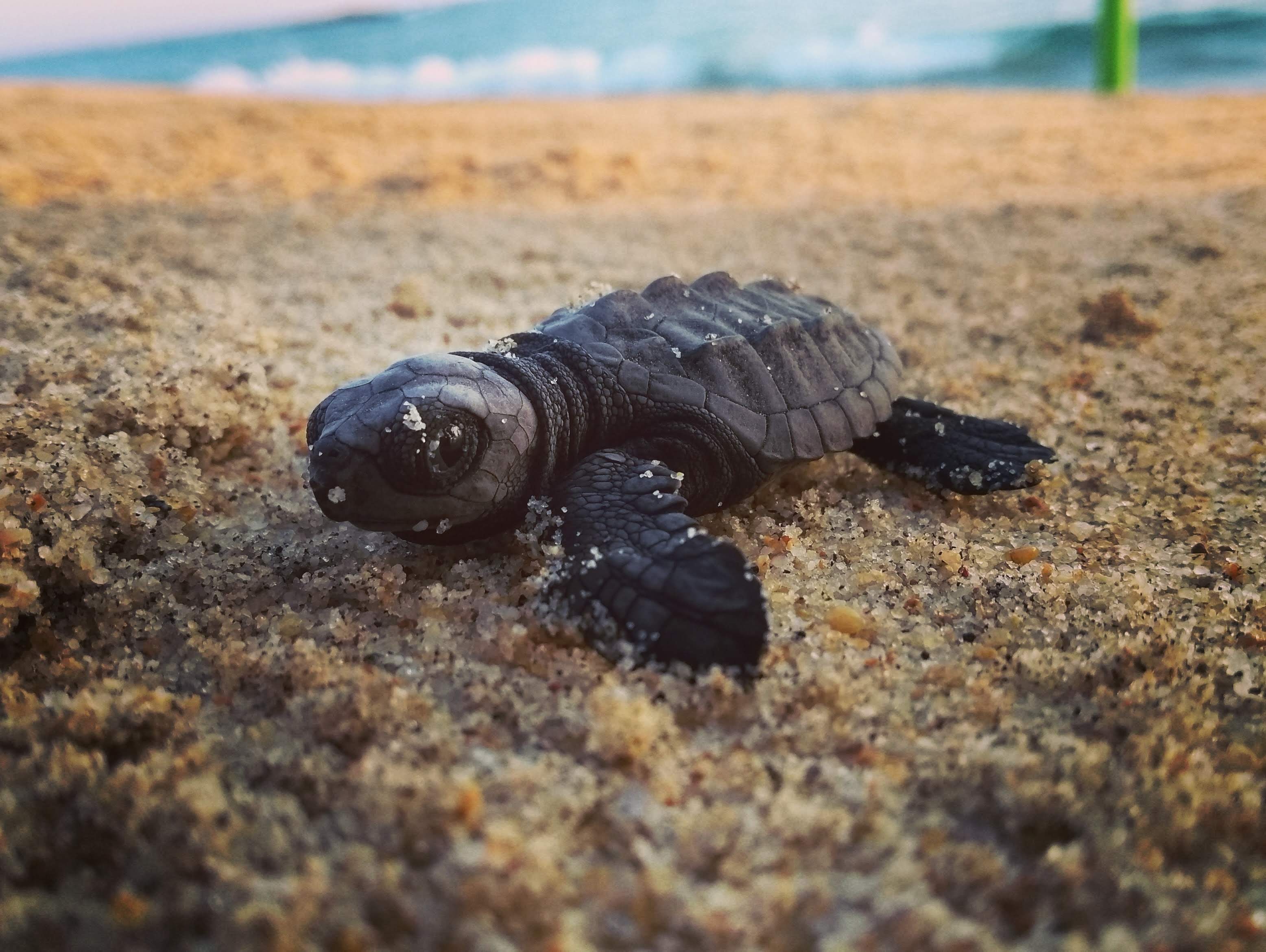 Oaxaca beach tour baby sea turtule
