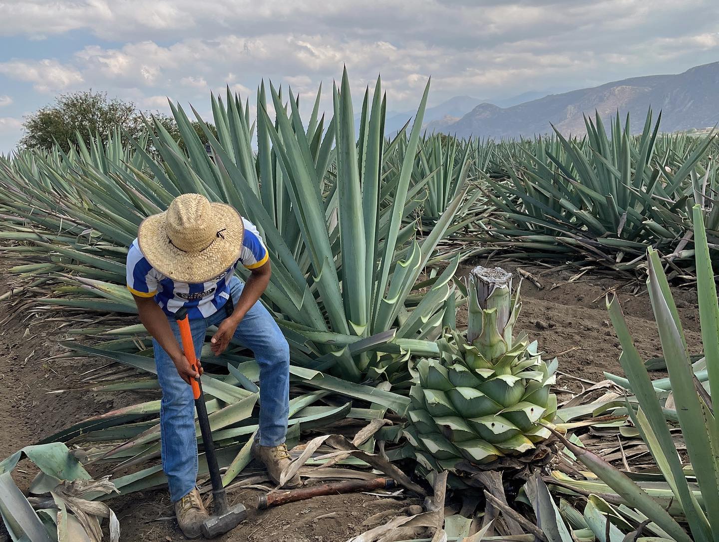 A Complete 2026 Oaxaca Mezcal Tour Guide – Agave harvesting for mezcal production in Oaxaca.