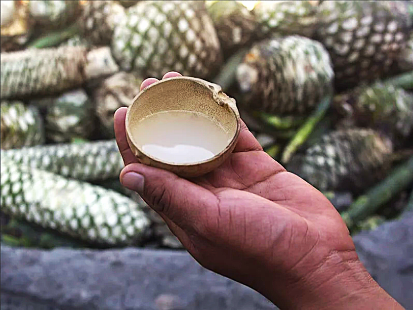 A complete 2026 Oaxaca mezcal tour guide - Mezcal palenque