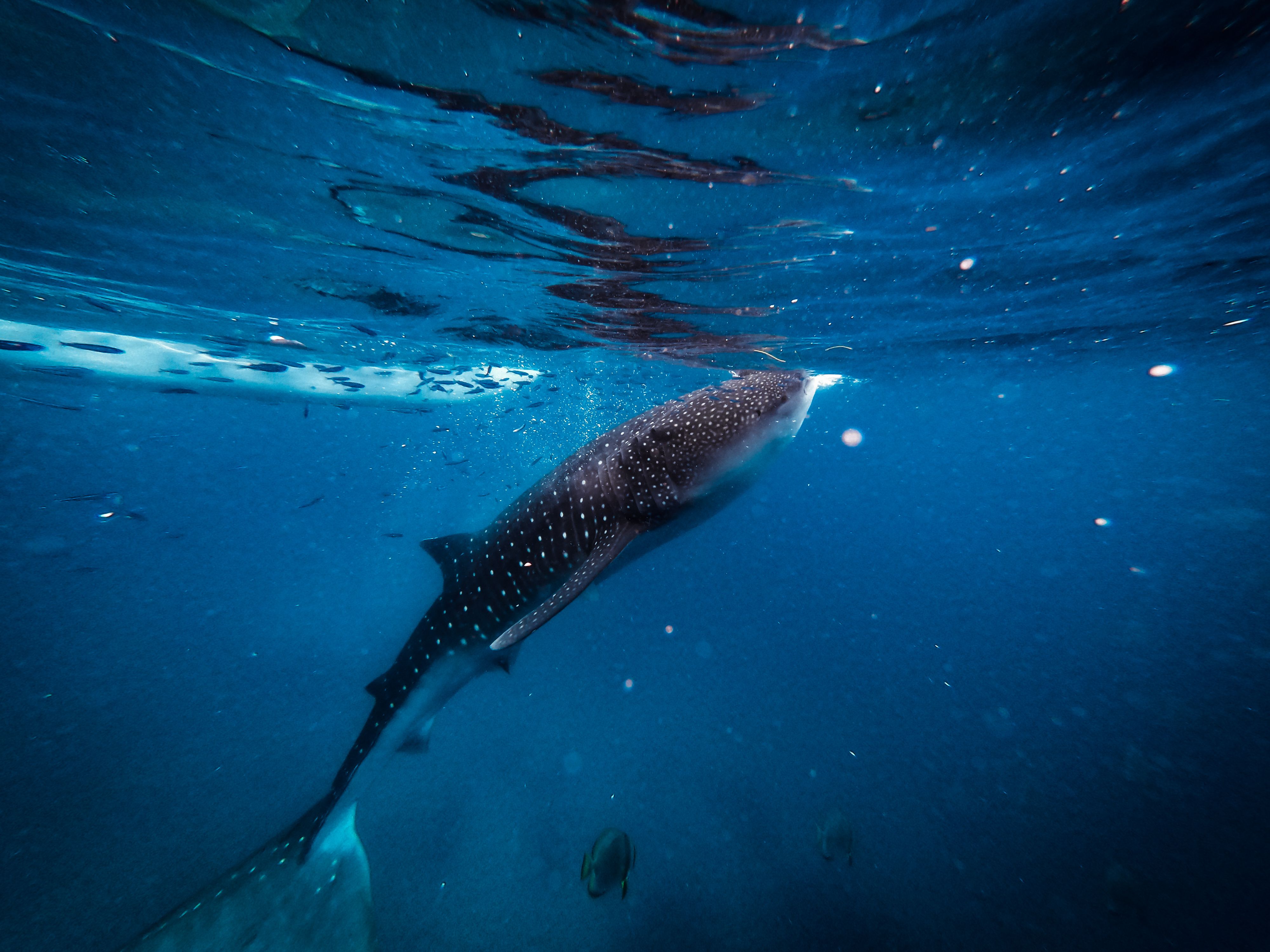 Yucatán Tours Whale Shark