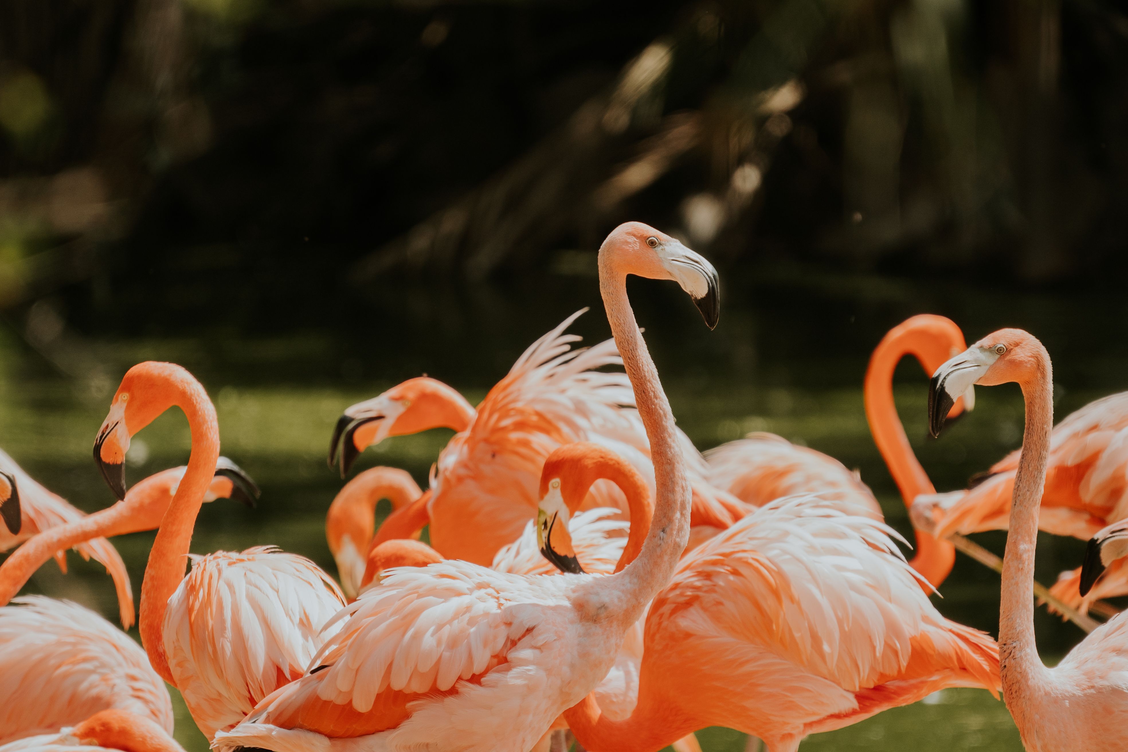 Yucatán Tours for Families Flamingos of Río Lagarto