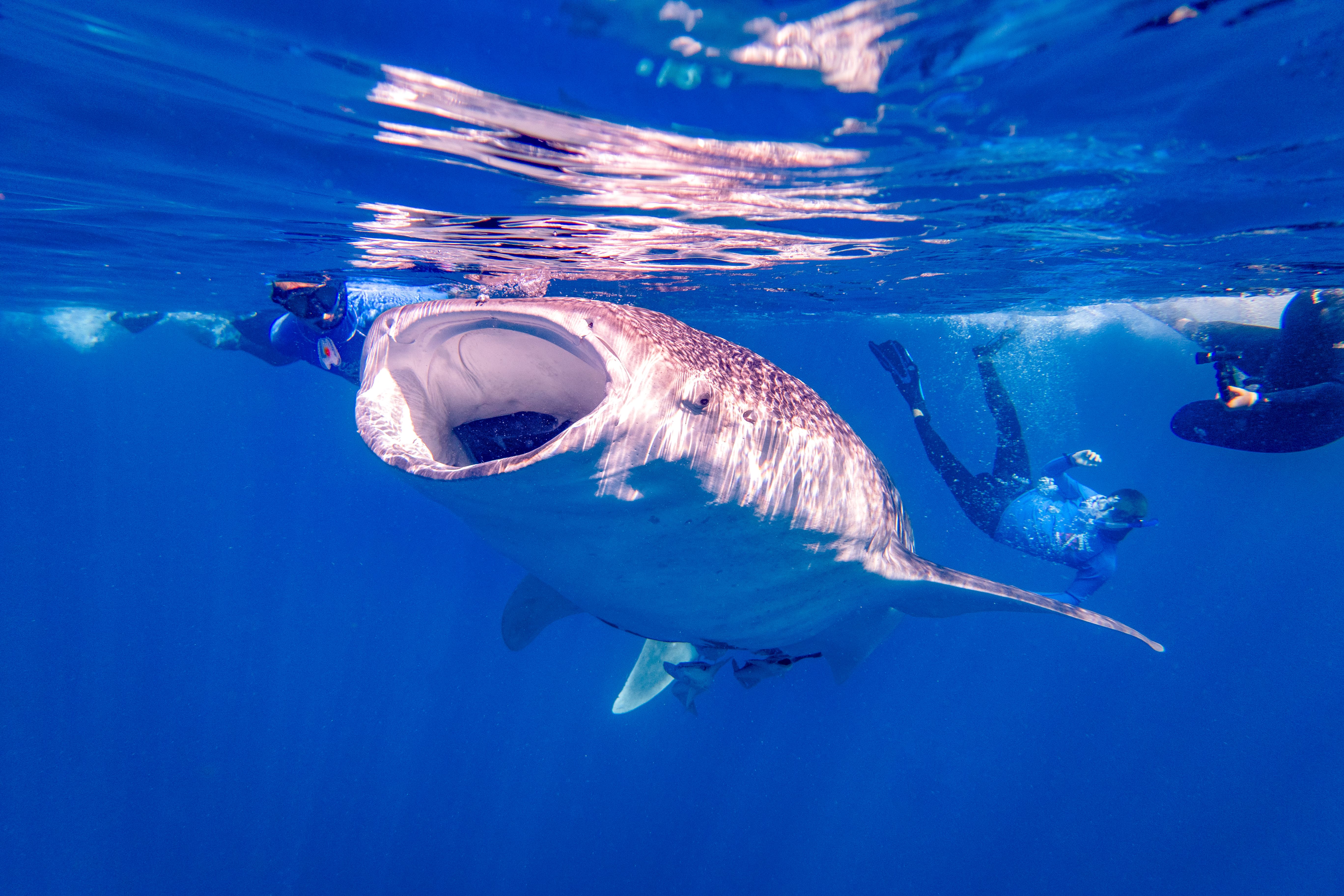 Holbox Tours and Whale Shark Season - Whale Shark Visit