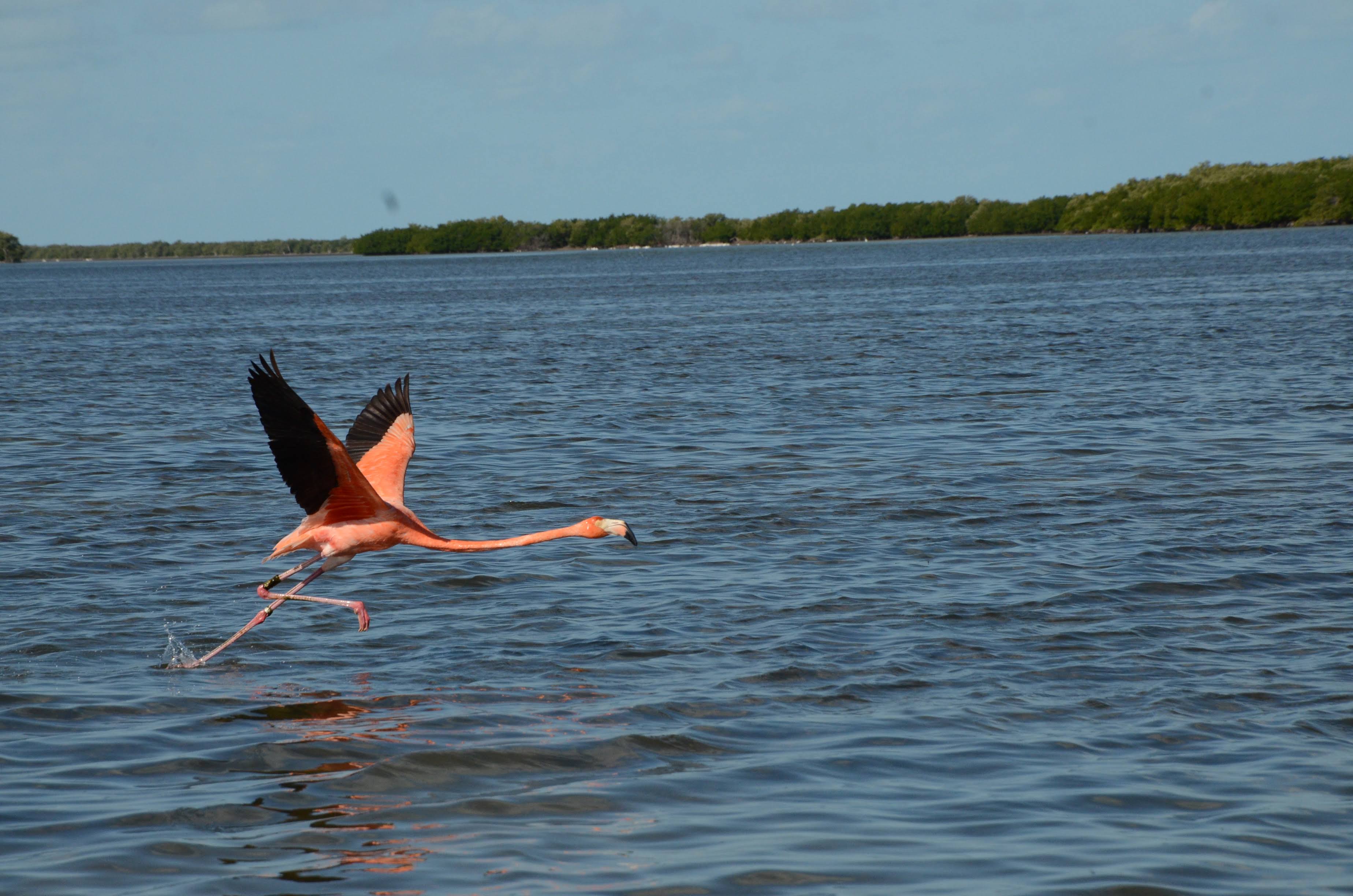 Río Lagartos Tour Flamingo Flying Over Río Lagarto