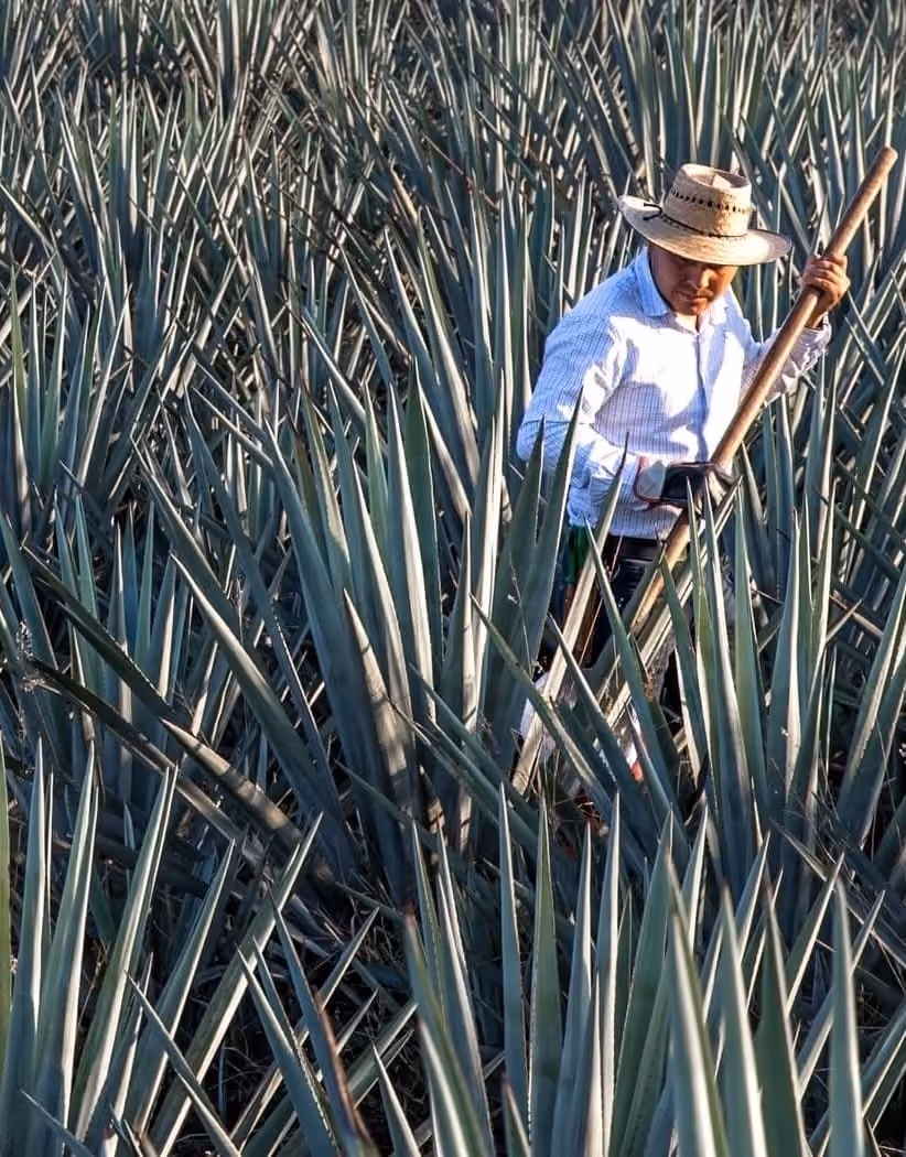 Agave Field Tours