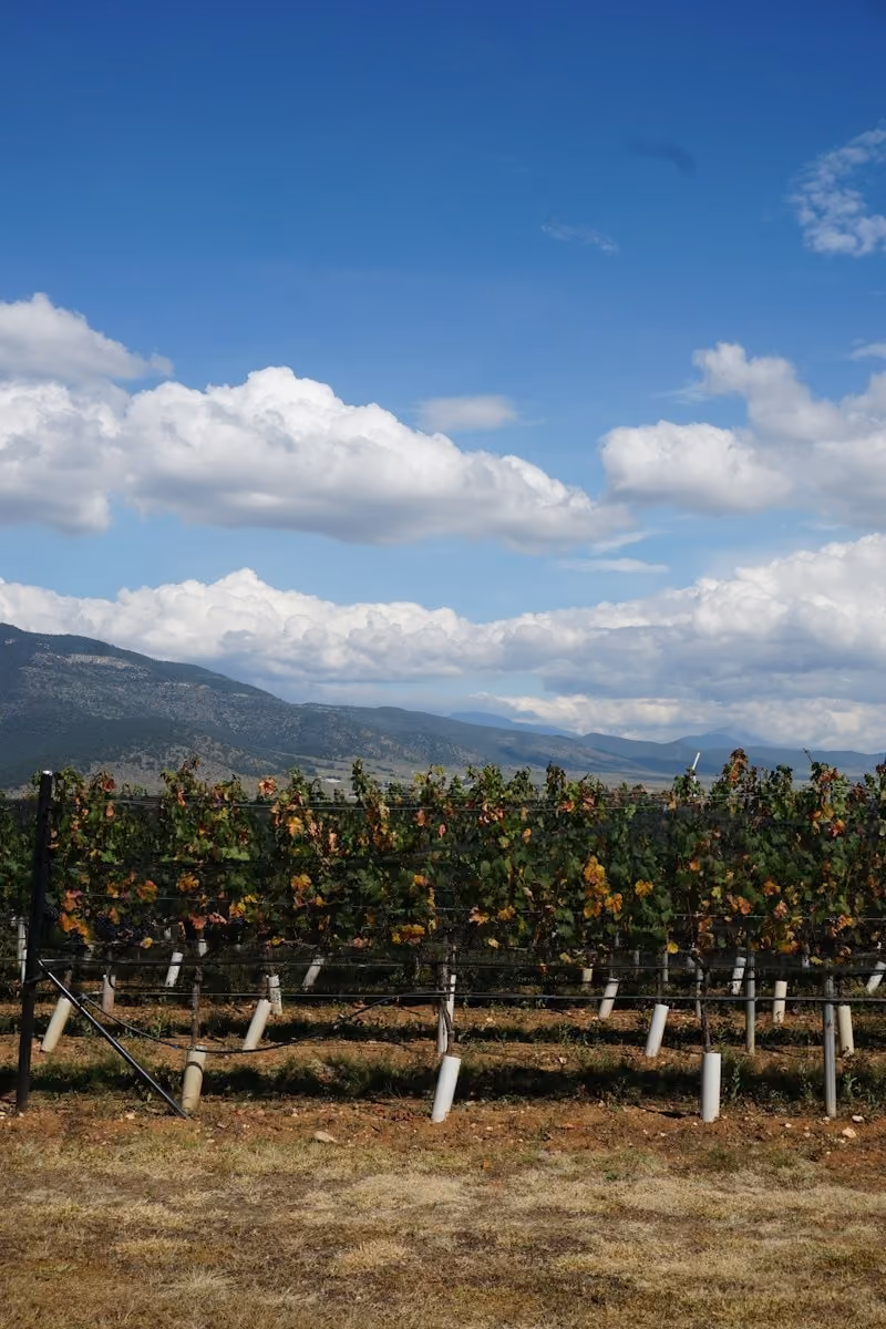 Vineyard rows, Mexican wine country