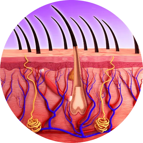 maladies vasculaires de la peau