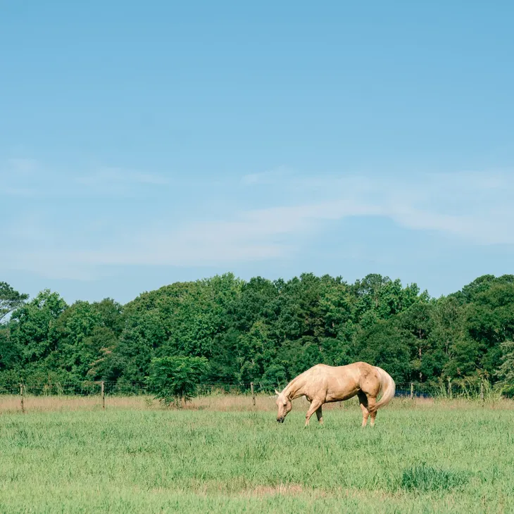 Serenity & Stables:  The Healing Power of Yoga, Outdoors & Horses 