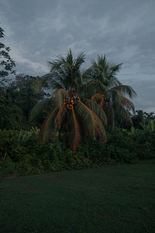 View from Botopasi, Palmtrees, by Correa Suriname