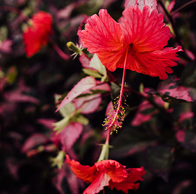 Surinamese Flowers by Correa Suriname