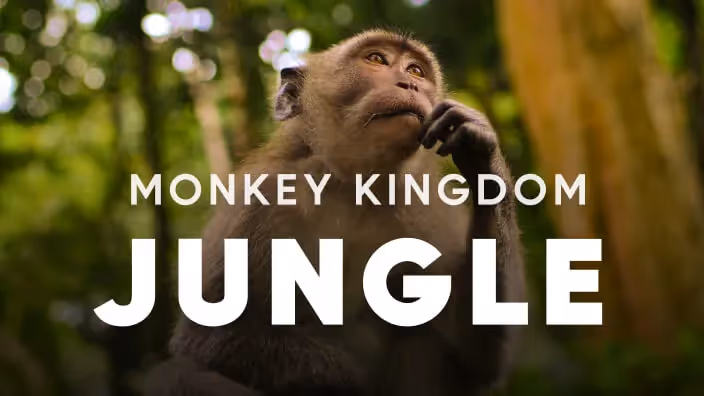 Monkey Kingdom: Jungle