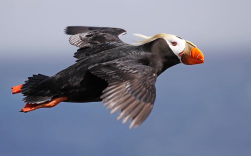 A tufted puffin flying over Cannon Beach during The Great Puffin Watch. Photo by Ram Papish