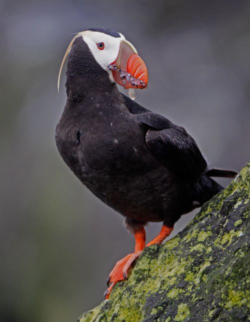 A tufted puffin standing on a rock in Cannon Beach. Photo by Ram Papish