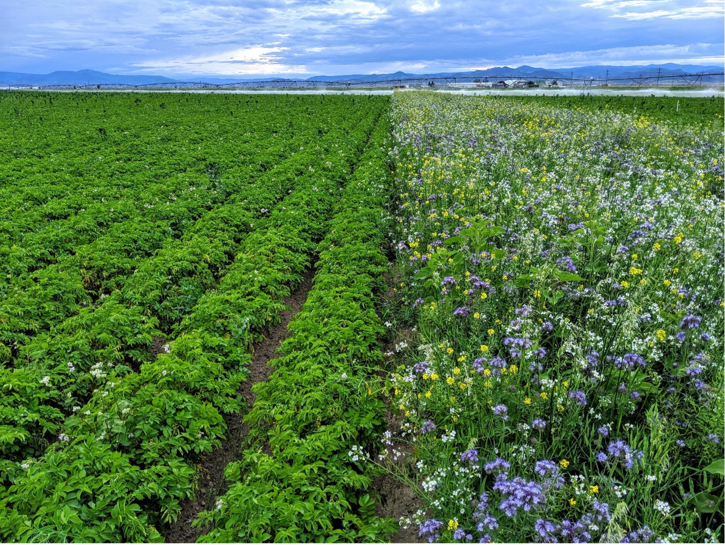 Soil Health Isn’t Just for the Southeast: Lessons from the West