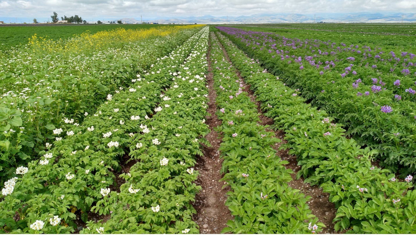 Diversity is the Engine of Resilience: Brendon Rockey's Soil Health Strategy