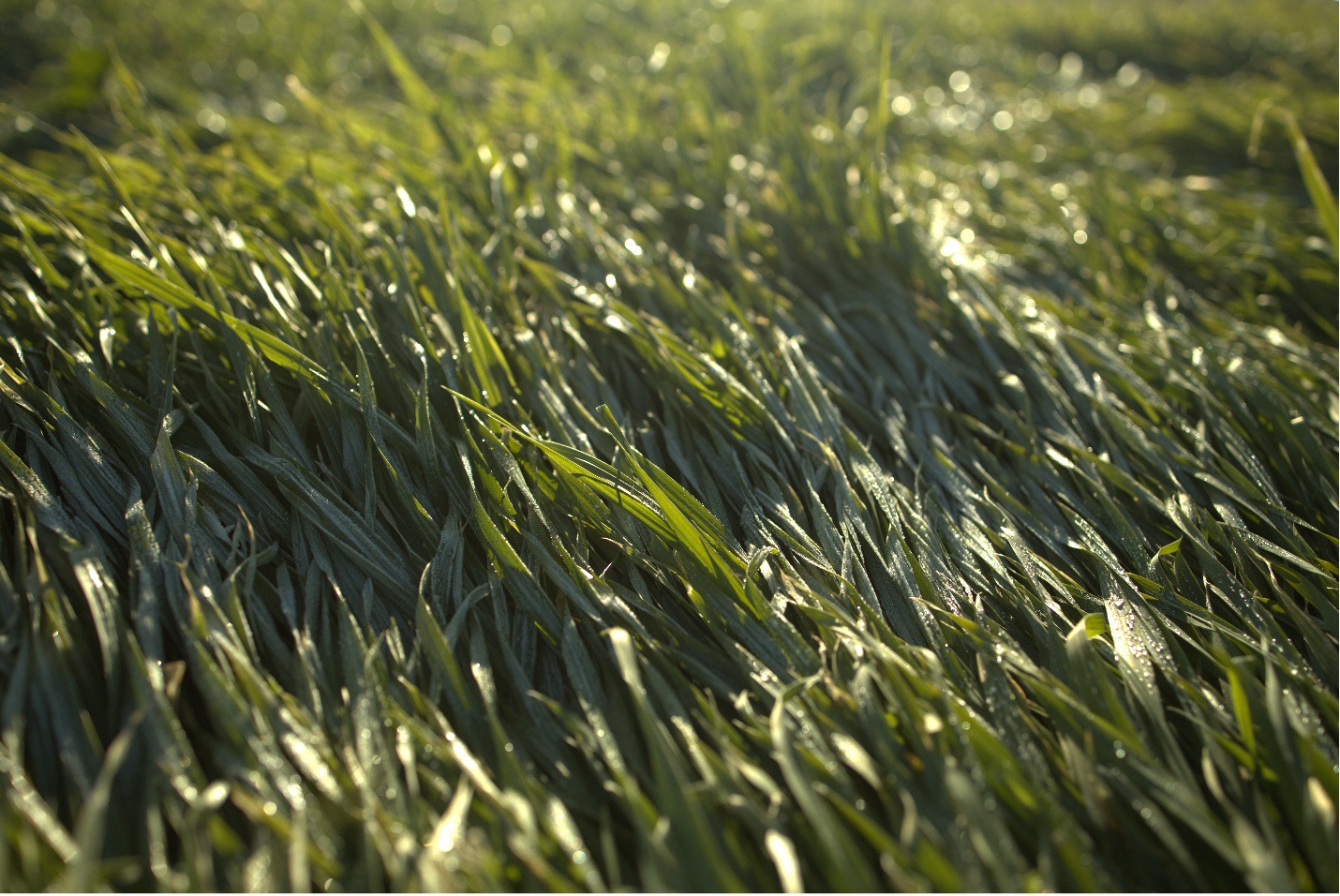 Cover Crops in the High Desert: Conserving Moisture Without Extra Irrigation