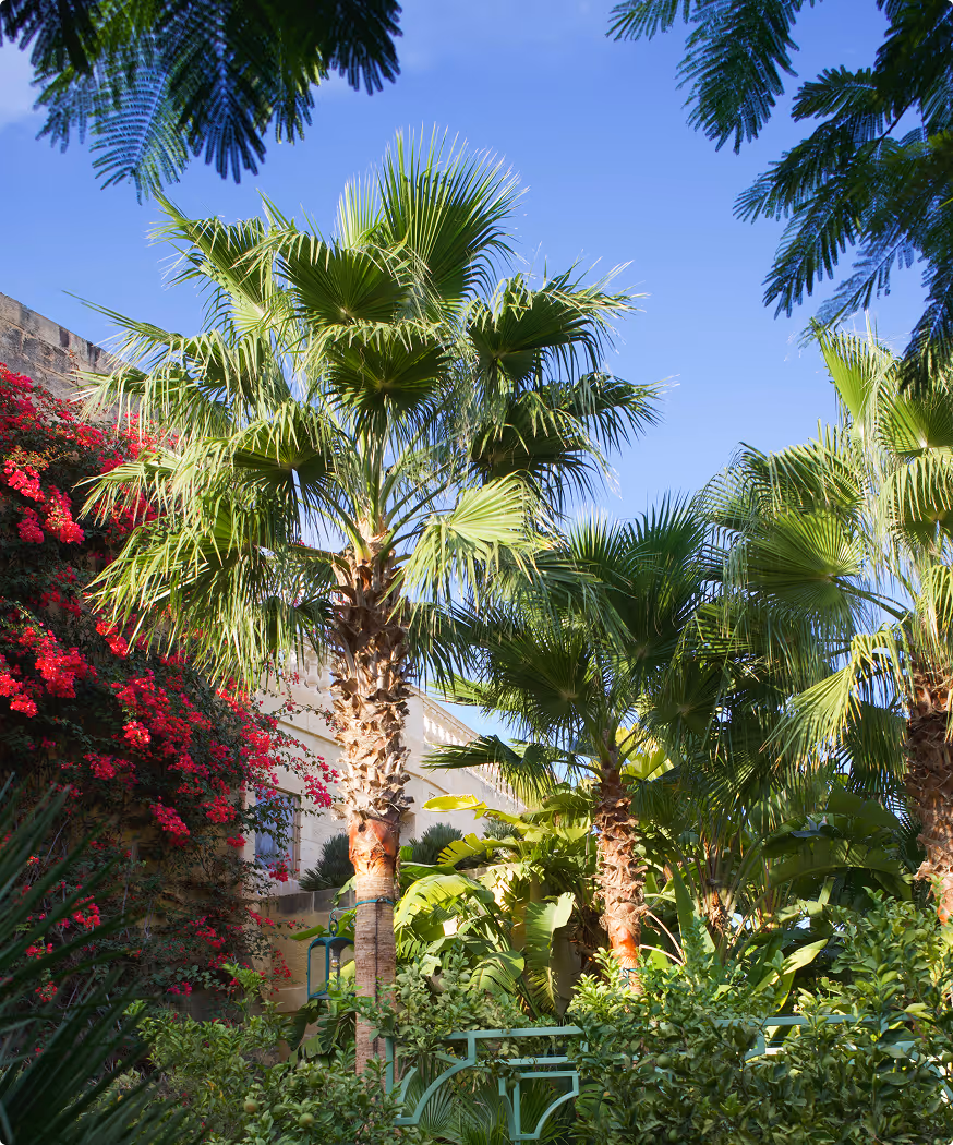 Sunlit garden with tall palm trees, lush green foliage, and vibrant red flowering vines against a clear blue sky.