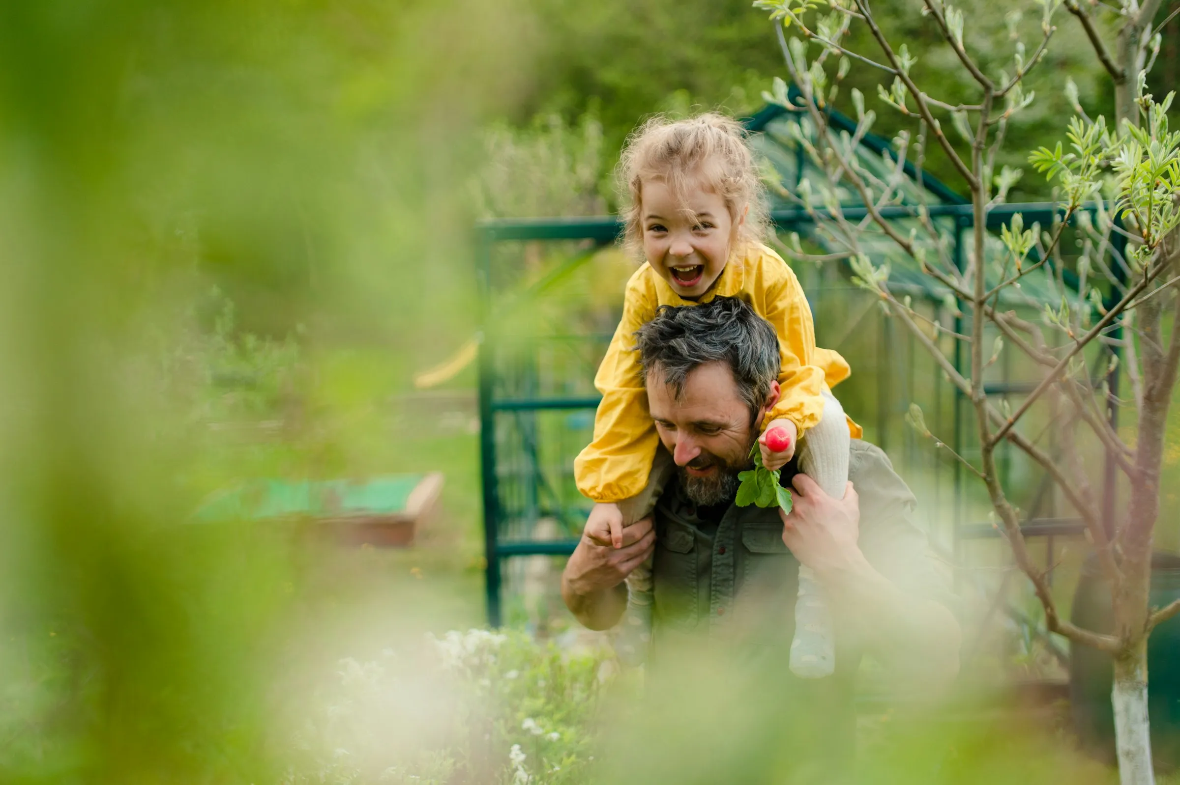 A laughing little girl rides on her dad's shoulders in a backyard garden.