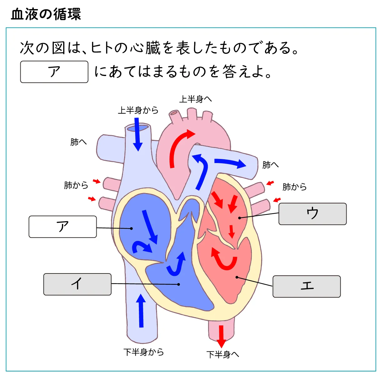図をもとに答える問題の例。血液の循環「次の図は、ヒトの心臓を表し表したものである。図のアに当てはまるものを答えよ」