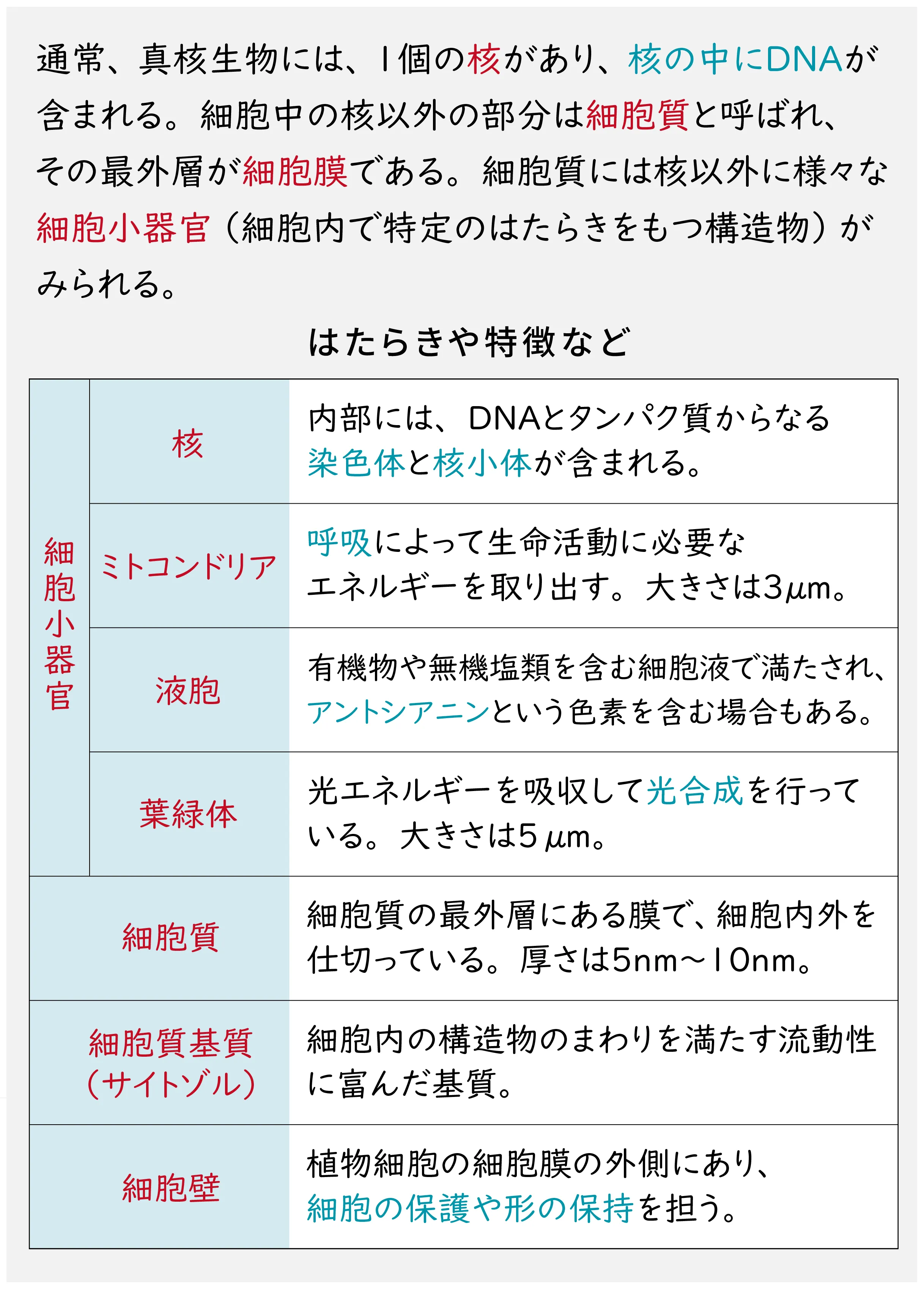 「真核細胞の細胞小器官」単元で覚えるべき語句がまとまった画像