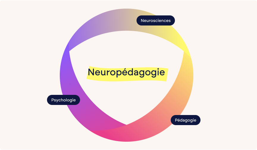 Qu’est-ce que la neuropédagogie ?