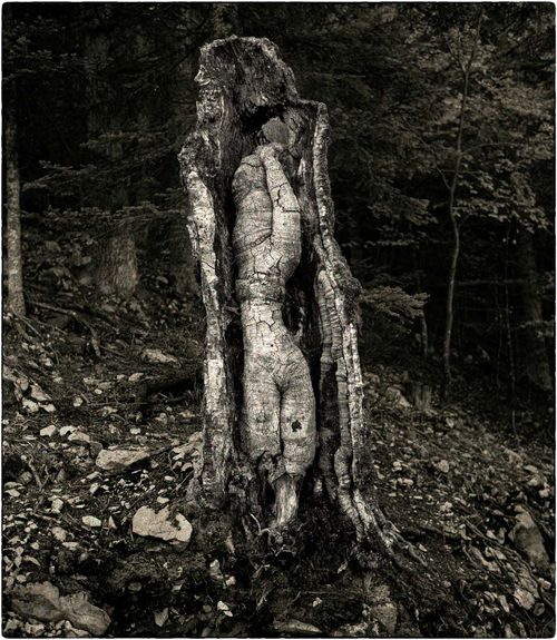 V038 "Hêtre" dans le Ventoux 2018