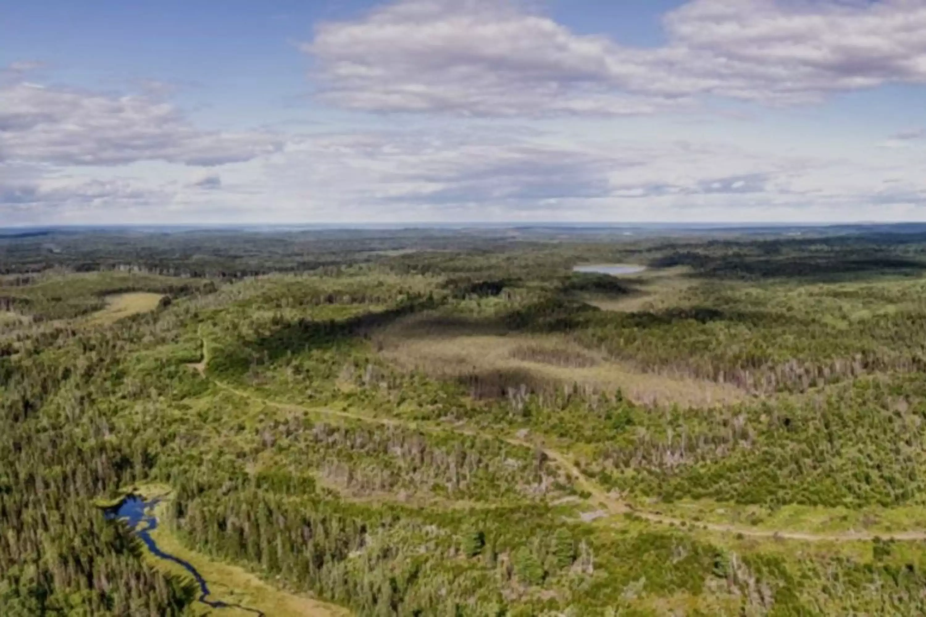 Aerial view of a dense forest, showcasing a rich canopy of green trees and natural patterns in the landscape.
