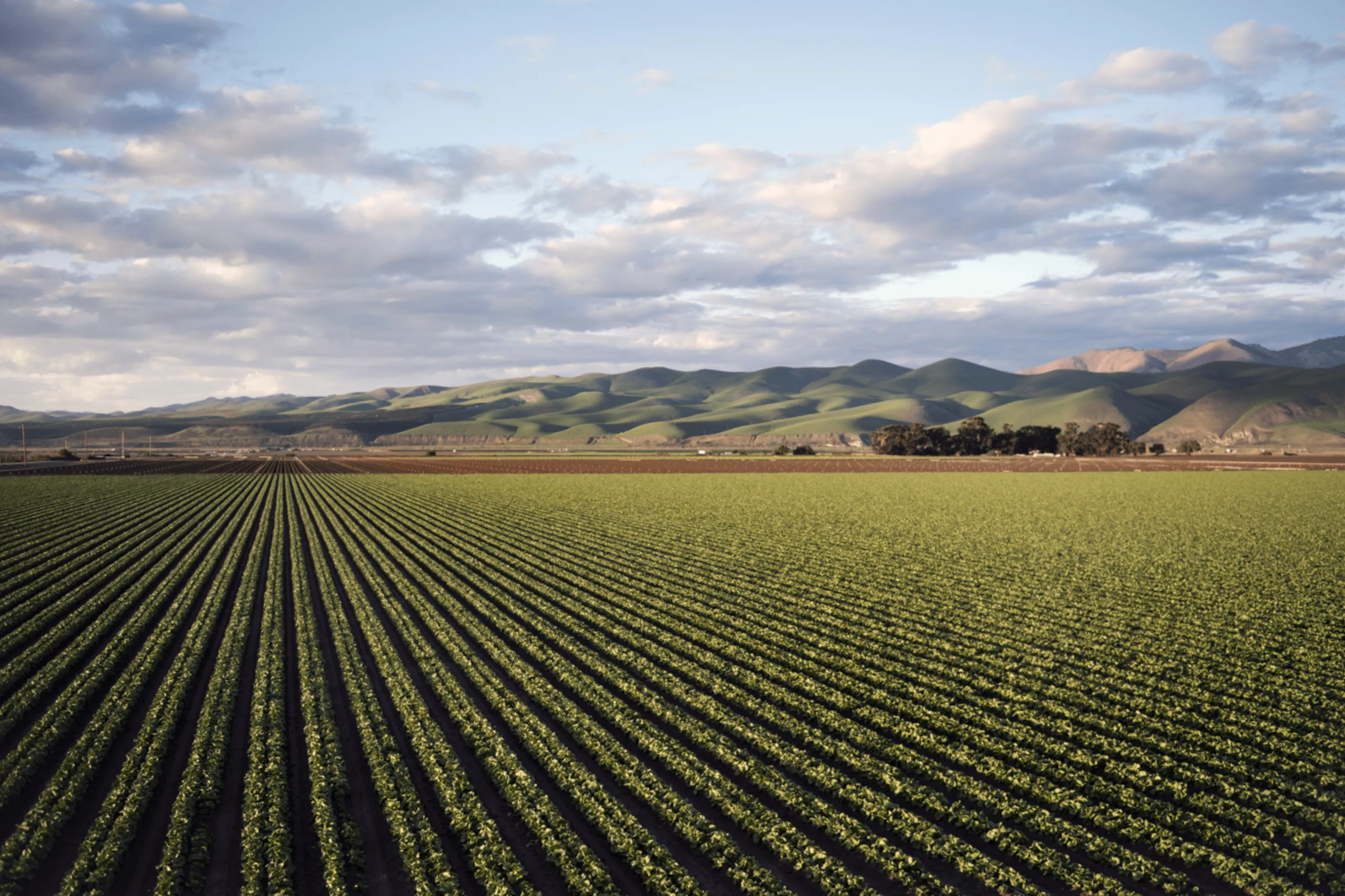 A vibrant field of green crops set against a backdrop of rugged mountains under bright sunlight.